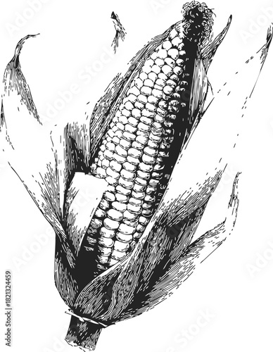 Corn cob hand drawn sketch with husk and detailed kernels. Vector illustration