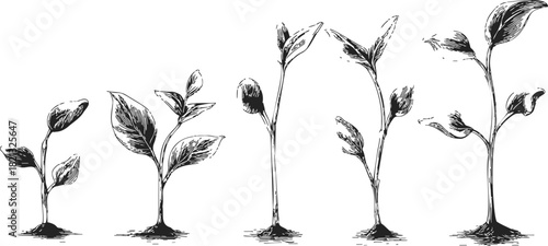 Plant growth stages sketch, hand drawn style, showing seedling to mature plant. Vector illustration