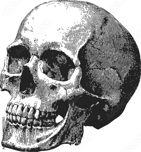 Human skull, hand drawn sketch, anatomical three-quarter view, detailed line art. Vector illustration