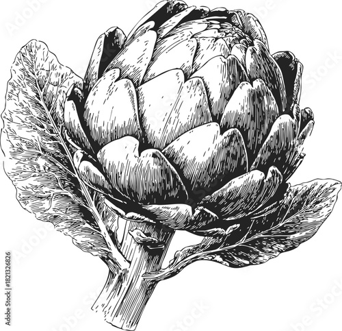 Artichoke sketch hand drawn botanical vegetable with detailed leaves and stem. Vector illustration