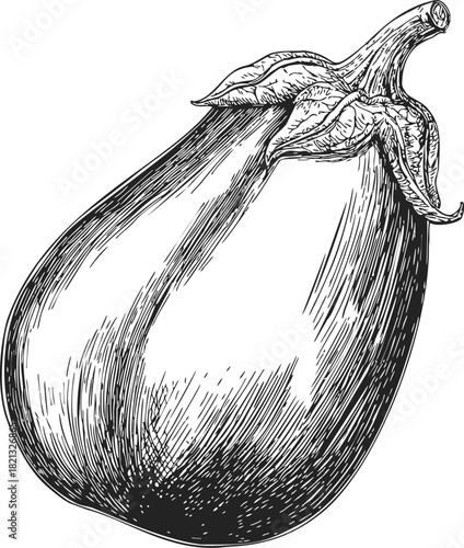 Eggplant, hand drawn sketch with detailed stem and leaves. Vector illustration