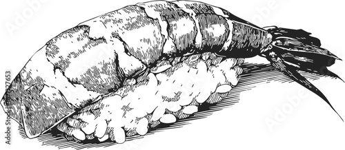 Shrimp sushi hand drawn sketch, detailed nigiri with rice and shrimp topping. Vector illustration
