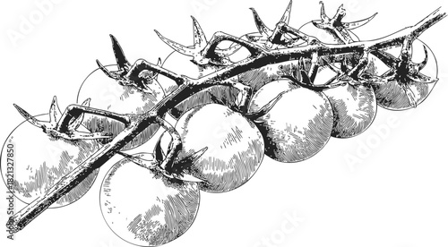 Tomato branch sketch, hand drawn style with ripe tomatoes and detailed stems. Vector illustration