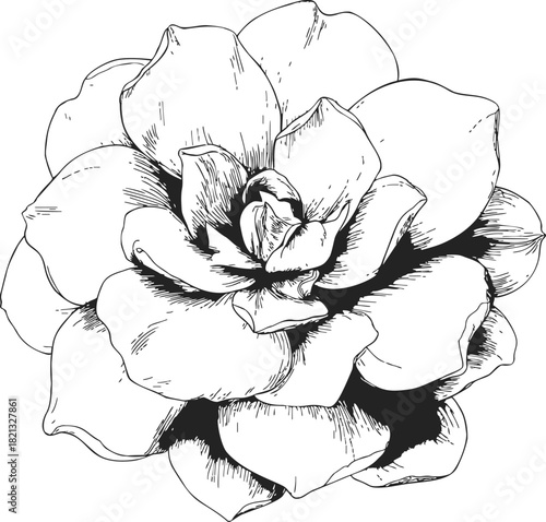 Succulent plant sketch, hand drawn line art with detailed petals. Vector illustration