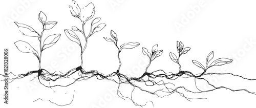 Plant roots sketch hand drawn botanical illustration with underground root system and growing seedlings. Vector illustration
