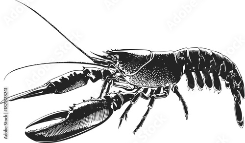 Lobster sketch hand drawn vector, detailed black and white crustacean illustration. Vector illustration