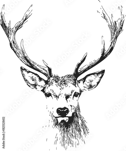 Deer head sketch, hand drawn vector with large antlers, realistic wildlife portrait. Vector illustration