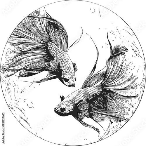 Betta fish sketch hand drawn style, two Siamese fighting fish swimming in circle. Vector illustration