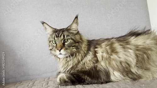 large Maine Coon cat rests on a soft surface, watching with a tense, uneasy expression, as if