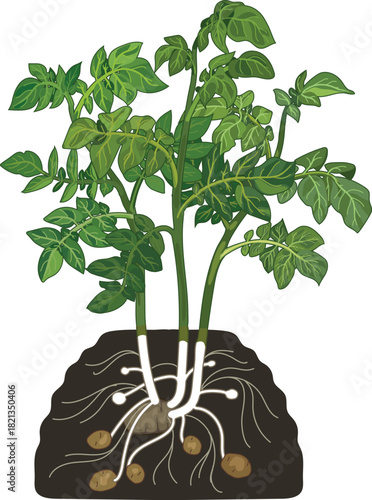 Young potato plant with small tubers and root system isolated on white background