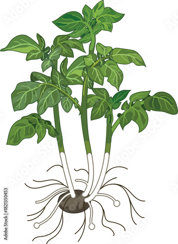 Young potato plant with root system isolated on white background	