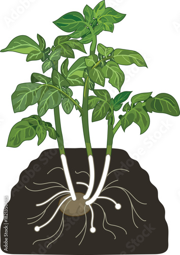 Young potato plant with root system in gdrden bed isolated on white background