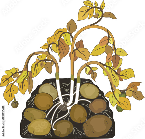Ripe potato plant with yellow foliage isolated on white background