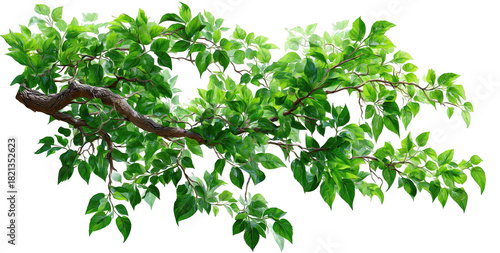 A Vibrant Green Branch Filled with Fresh Leaves  isolated on transparent background  Showcasing Nature's Beauty and Texture with Intricate Details