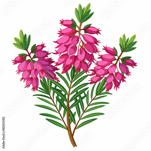  a branch of erica carnea  flower on white background