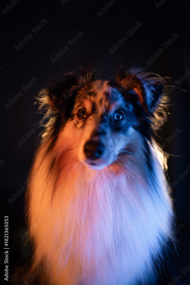 Fototapeta premium Sheltie dog with a Halloween pumpkin
