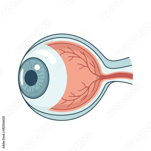 Detailed illustration of a human eye with a cutaway view showing the internal anatomy against a plain white background.