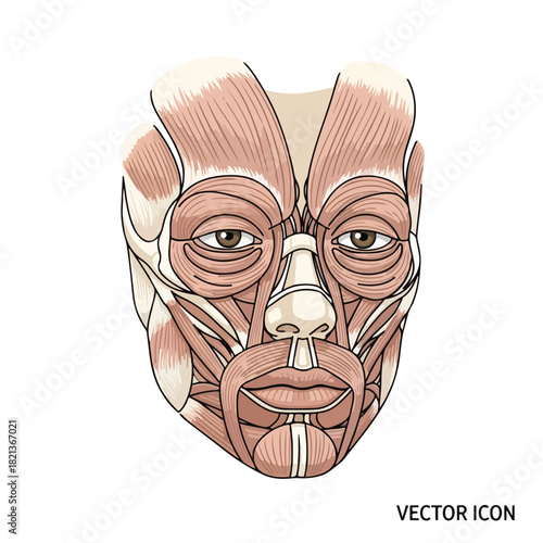 Detailed anatomical illustration of a human face showing muscles and facial structure in a neutral expression on a white background.