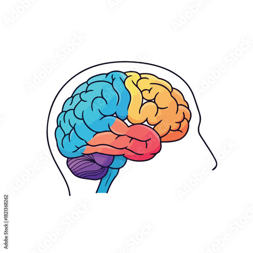 Illustration of a human brain with colored sections on a white background, showcasing its various parts.