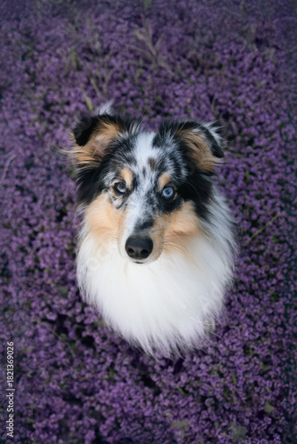 Sheltie dog in purple flowers