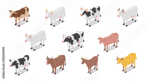 Isometric farm cows collection: diverse breeds on white background