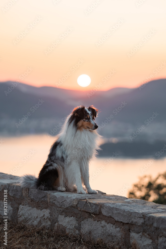Obraz premium sunset, dog in the mountains, sheltie