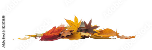 Pile of autumn leaves in red yellow and brown isolated on a transparent background