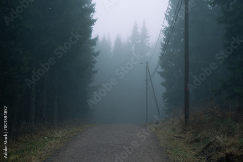 Dense fog on a cold November day during a walk in the forest.