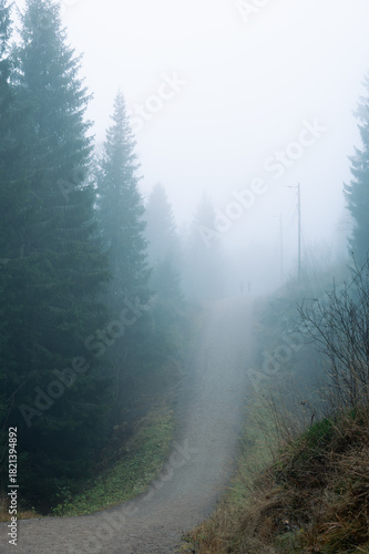 Nature becomes mysterious and otherworldly on a day with dense fog.