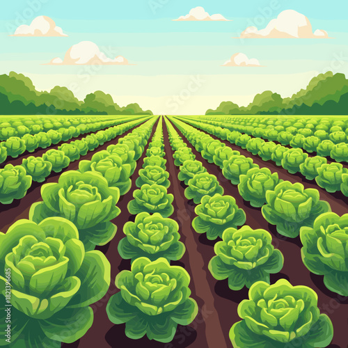 Rows of lettuce growing in field under blue sky with clouds  