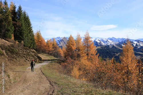 randonneur en automne sur les crêtes du Mont Chéry aux Gets dans le Chablais en Haute Savoie, parmi les mélèzes avec vue sur les montagnes enneigées 