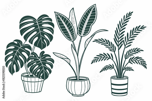 set-with-monstera-sansevieria-banana-palm-ficus-an