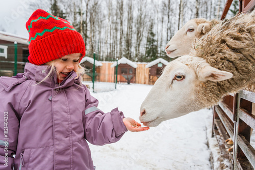 A little child girl feeds carrots to sheep on a farm on a snowy winter day.