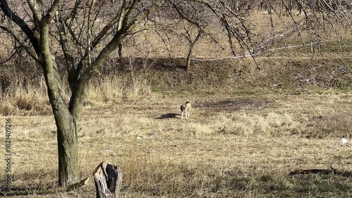 Wild animal foraging in a grassy field, camera pans to reveal surroundings and details
