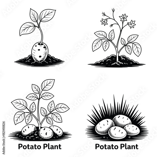 Illustrations of potato plants at different growth stages on a white background. isolated on white background, Vector, illustration