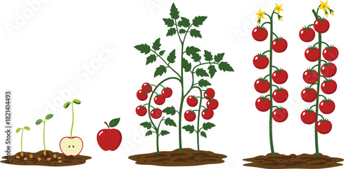 Life cycle of a tomato plant, from tiny seeds germinating in soil, to young apple seedlings, two mature plants bearing abundant red ripe fruits, growth process, vibrant natural progression.