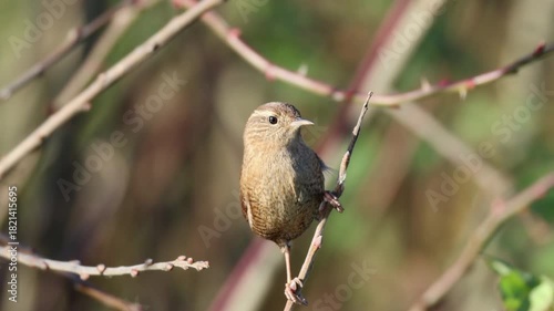 A close-up of an adult Eurasian wren holding onto a thin branch, climbing up to the top of the branch, and looking toward the camera lens on a sunny autumn day.