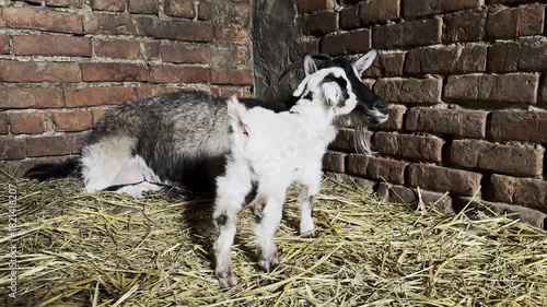 Goat and kid interact in rustic barn setting, camera pans and zooms for dynamic scene progression