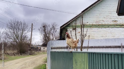 Chicken balances on fence, showcasing rural life, camera pans to capture scene dynamics