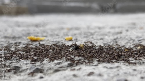Close-up of ants gathering food on ground, camera zooms in for detailed view of activity