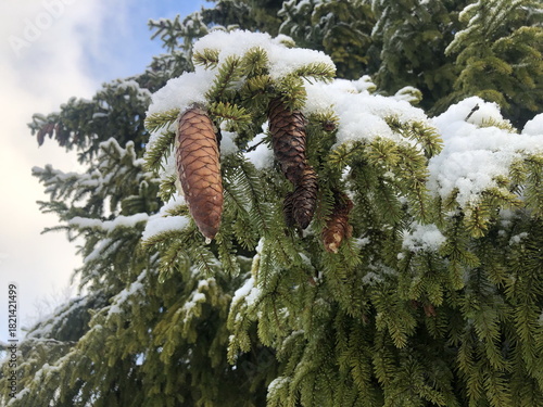 Winter, spruce branches covered with a layer of white snow, a spruce cone in the foreground