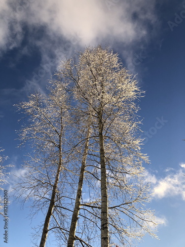 trees covered with sparkling frost against a blue sky, low angle view