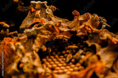 Close-up of a wild bee nest inside a rustic wooden structure, showing natural textures and bee activity.
