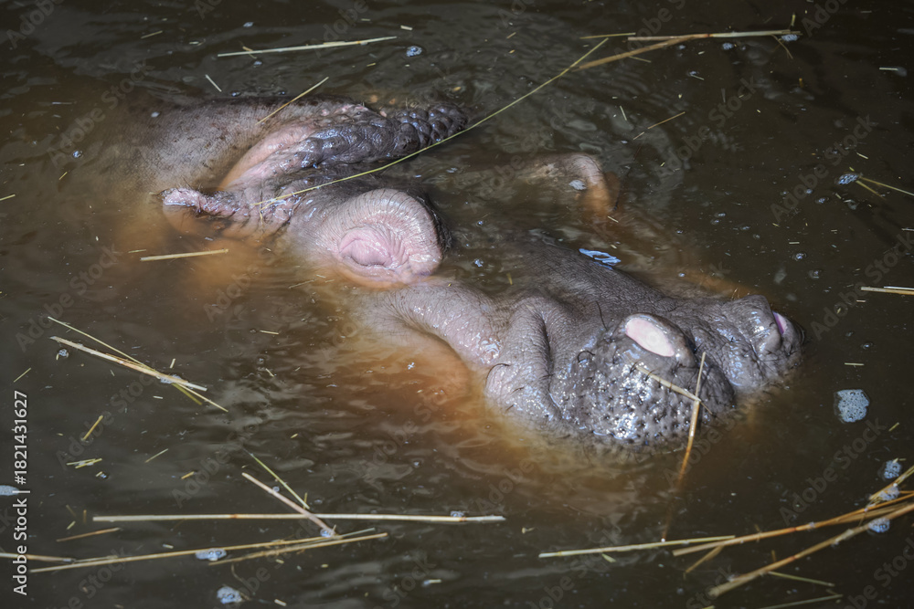 Fototapeta premium A close-up of a hippopotamus head diving into dirty water. 