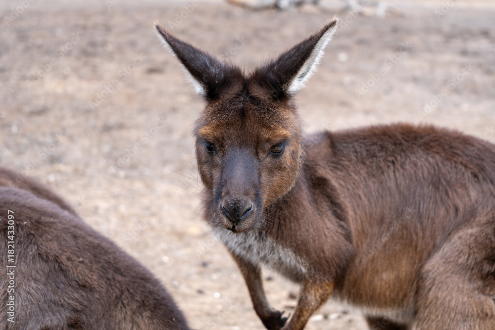 Fototapeta premium Kangaroos standing on dry ground on Kangaroo Island, Australia