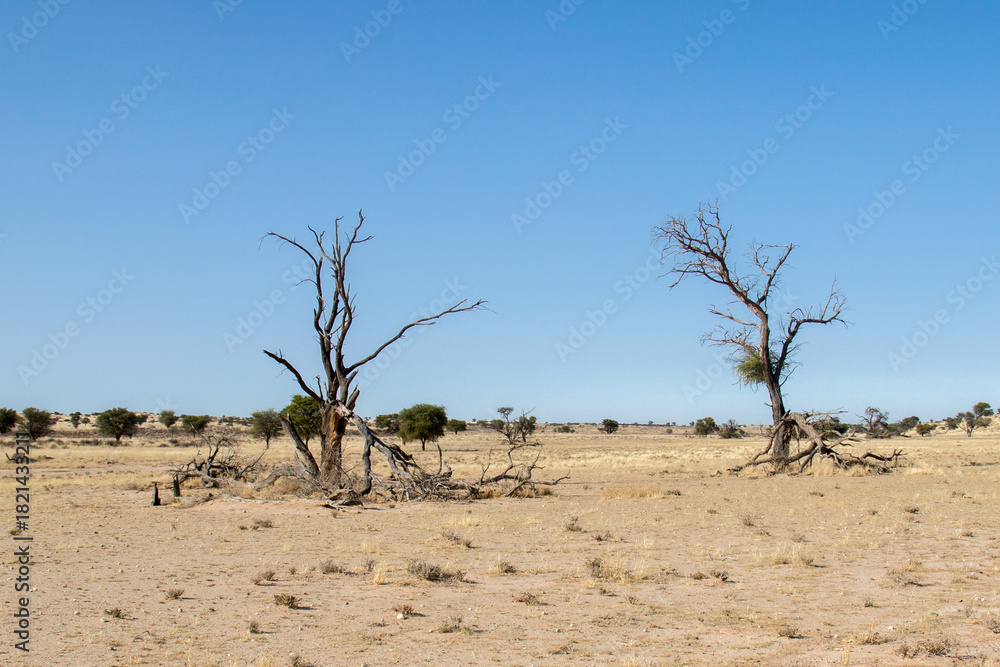 Obraz premium Landscape opf the Kalahari desert, in Kgalagadi reserve at Melkvlei picnic site