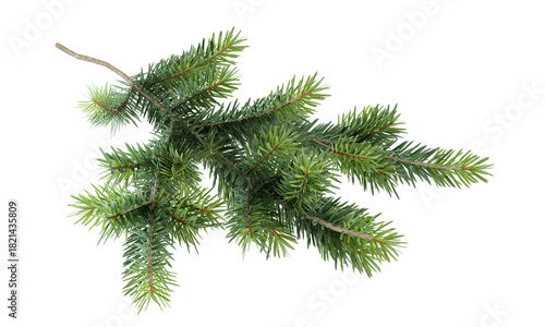 christmas tree branch