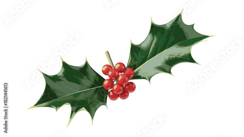 Festive Holly Branch with Red Berries and Spiky Green Leaves on White Background christmas