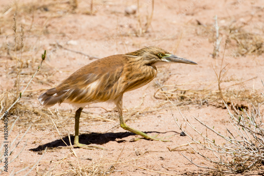 Obraz premium Squacco heron at Urikaruus waterhole in the Kgalagadi South Africa