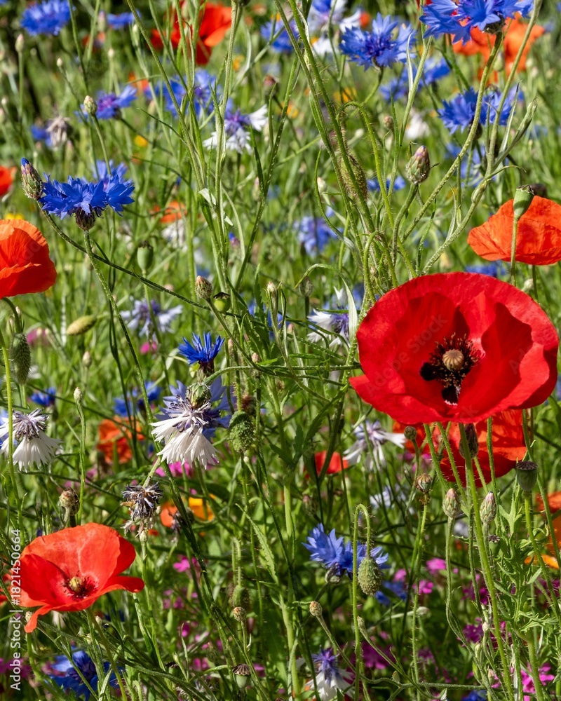 Obraz premium Colorful flower meadow with poppies and cornflowers